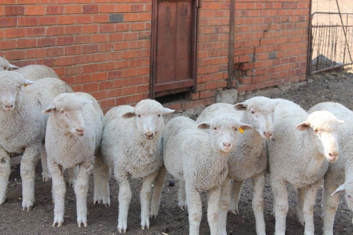 Top tips to protect yourself against livestock theft